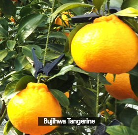 Bujihwa Tangerine